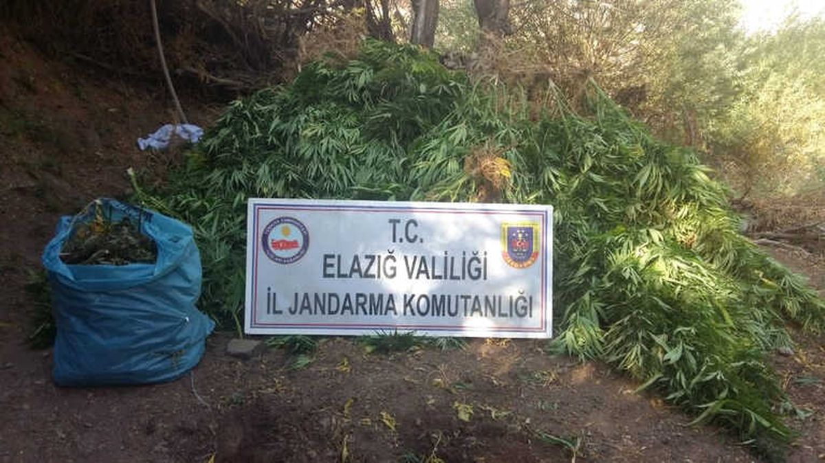 Elazığ\'da 4 Bin Kök Hint Keneviri ve 15 Kilo Esrar Ele Geçirildi