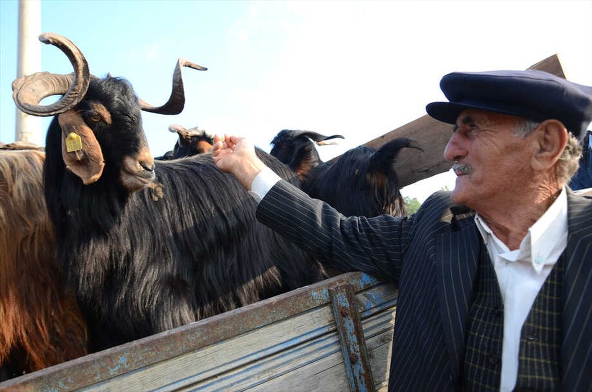 Hanönü\'nde Kapalı Olan Hayvan Pazarı Açıldı