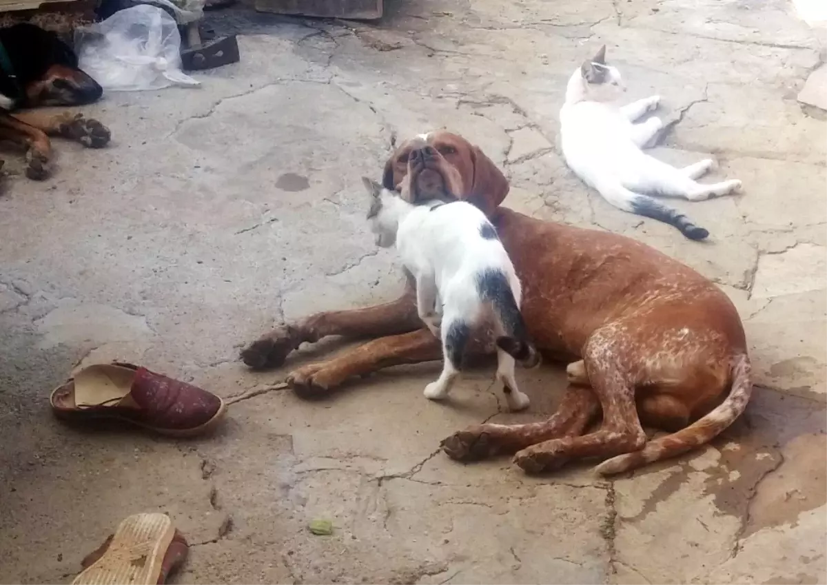 Kedi ve Köpeğin Dostluğu Görenleri Şaşırtıyor