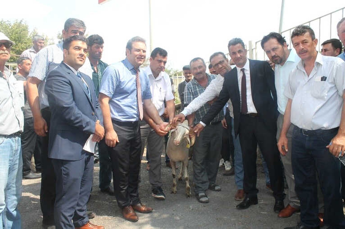 Kıvırcık Irkı Damızlık Koçların Dağıtım Töreni Yapıldı
