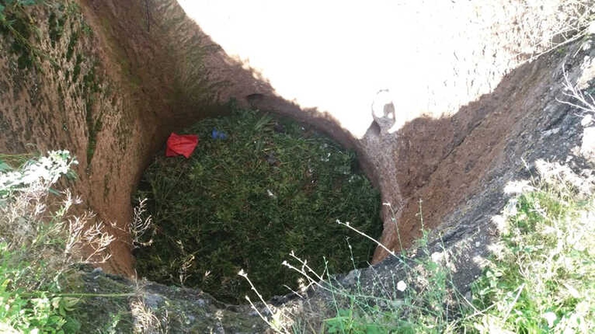 Mısır Tarlasında Hint Keneviri Ele Geçirildi