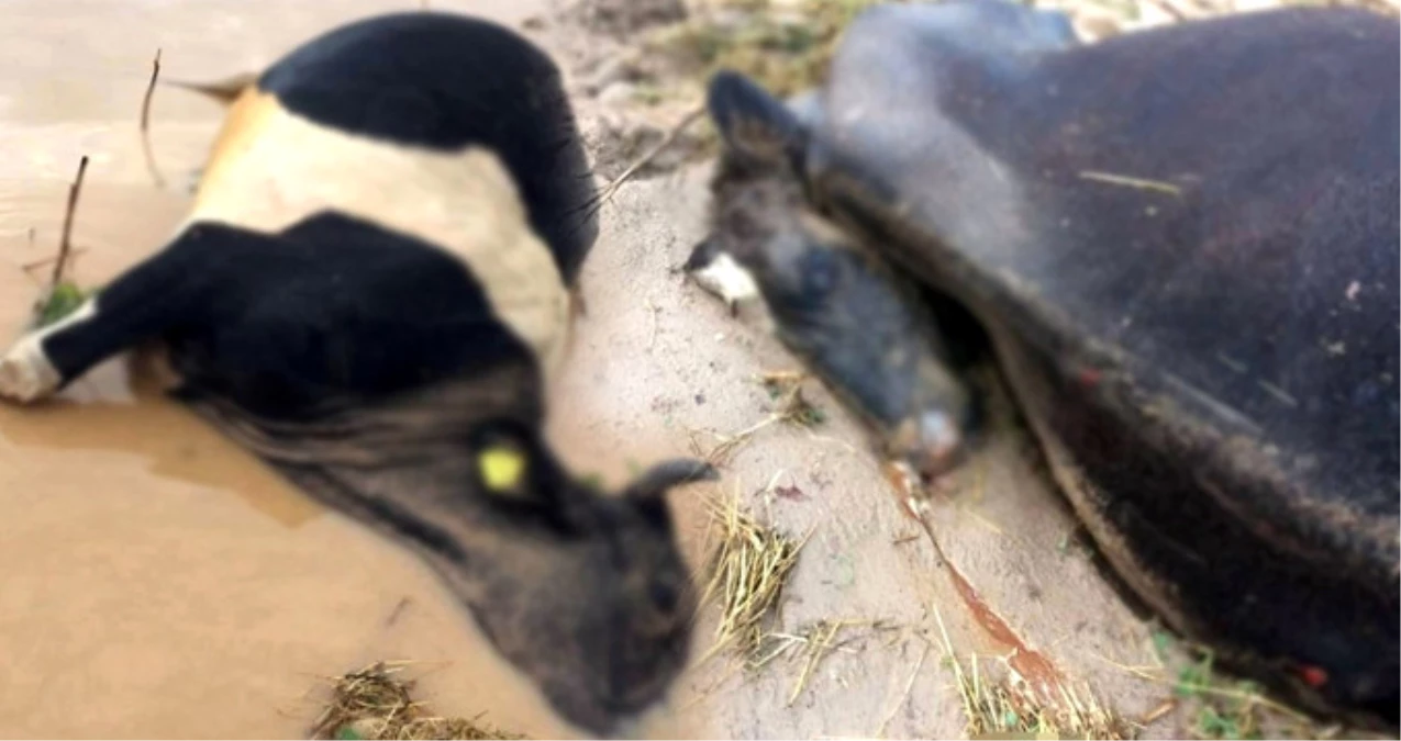 Afyonkarahisar\'da Selde Telef Olan Hayvanlar Sular Çekilince Ortaya Çıktı