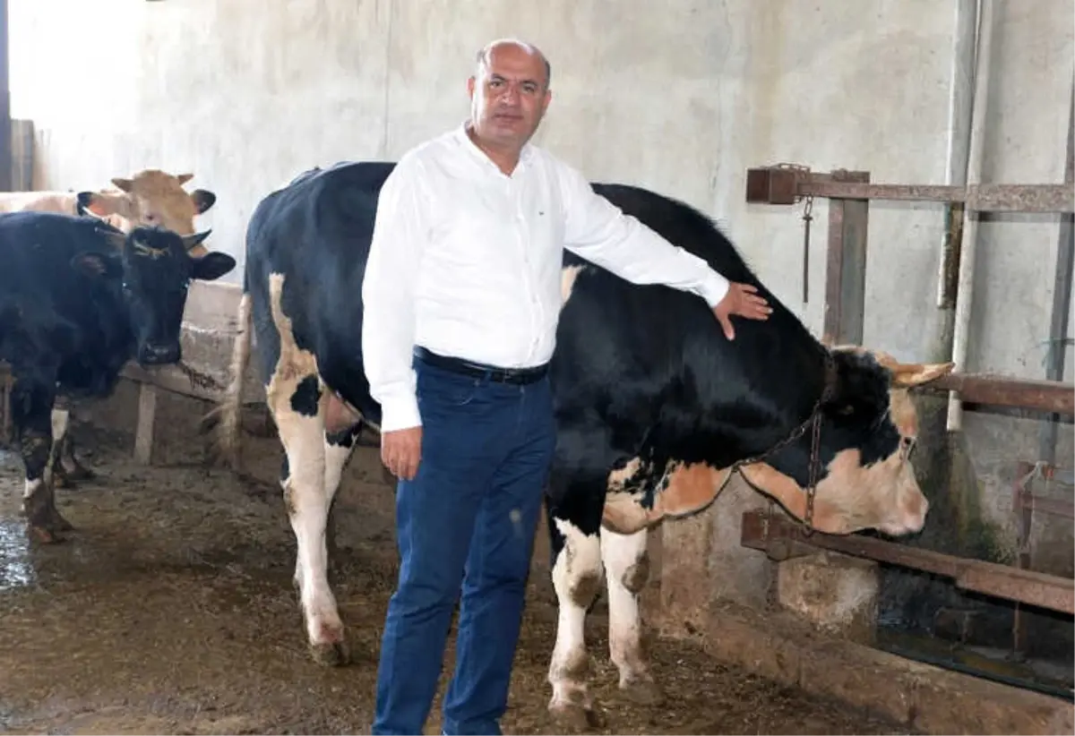 İncefikir: "Türkiye Hayvan Üretiminde Gelişmiş Ülkelerin Gerisinde"