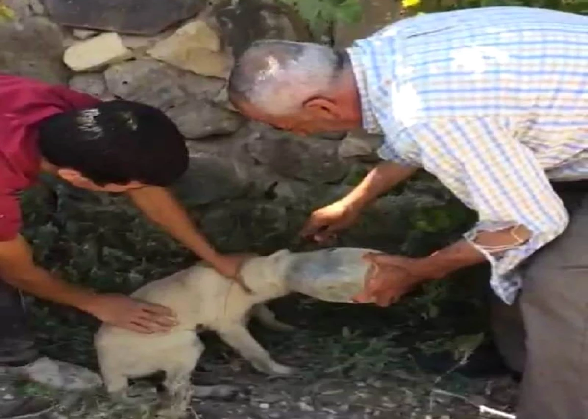 Kafası Pet Şişeye Giren Yavru Köpek İçin Seferber Oldular