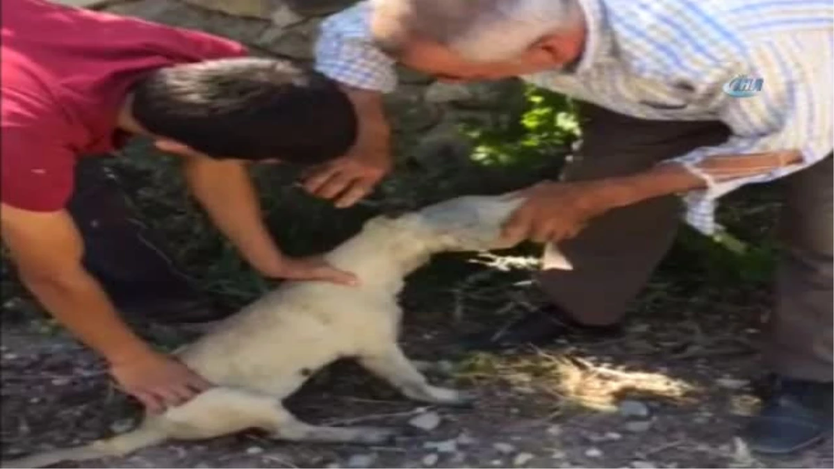 Kafası Plastik Şişeye Sıkışan Köpeği, Baba-oğul Kurtardı