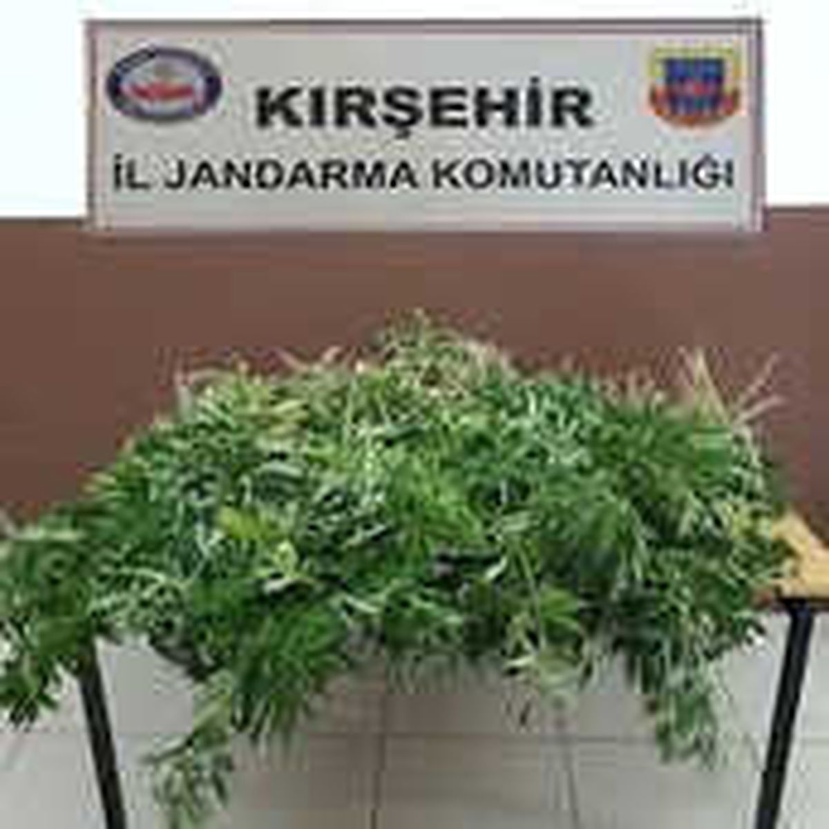 Kırşehir\'de 110 Kök Hint Keneviri Ele Geçirildi