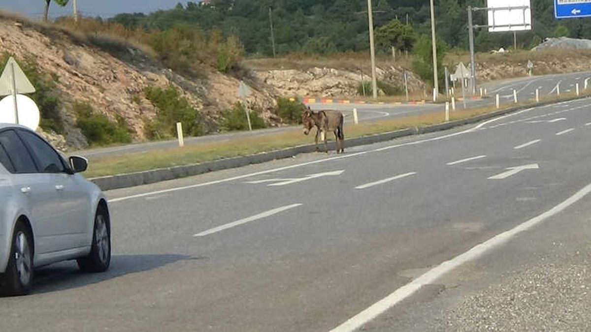 İşte Eşek İnadı Bu