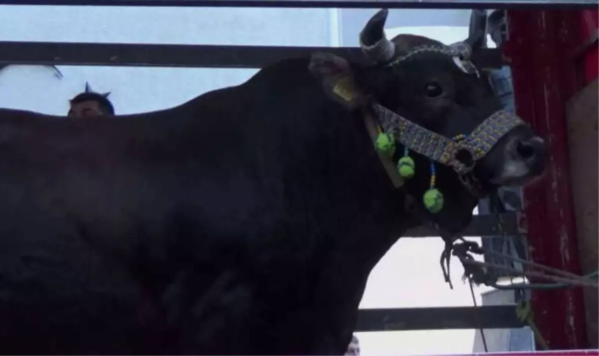 Şampiyon Boğalar Törenlerle Karşılandı