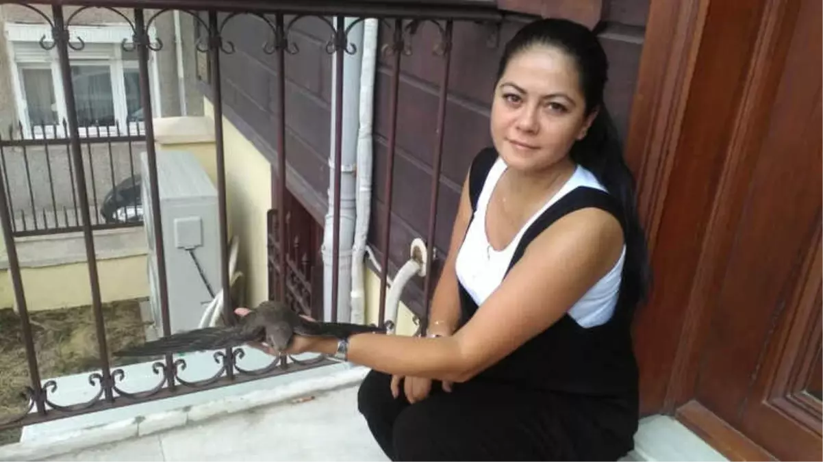 Tekirdağ\'da Ebabil Kuşu Bulundu