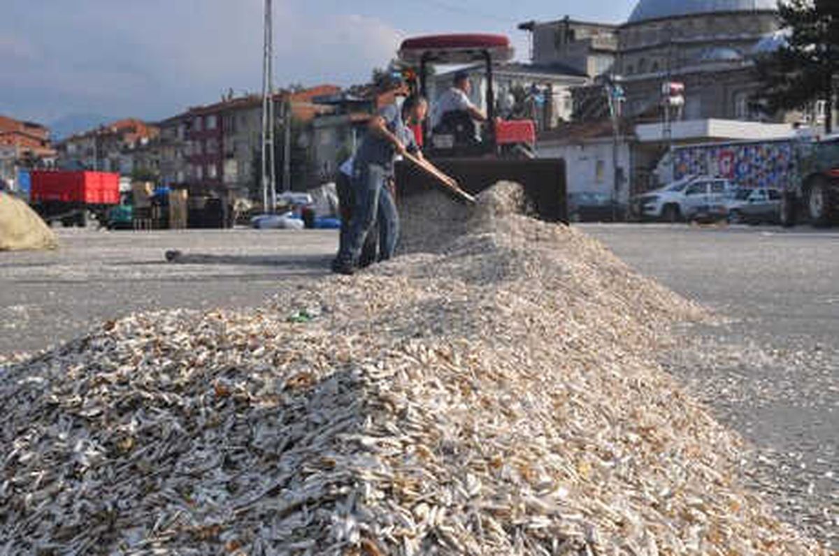 Tescilli Ay Çekirdeği \'İnegöl Alası\'nın Hasat Zamanı