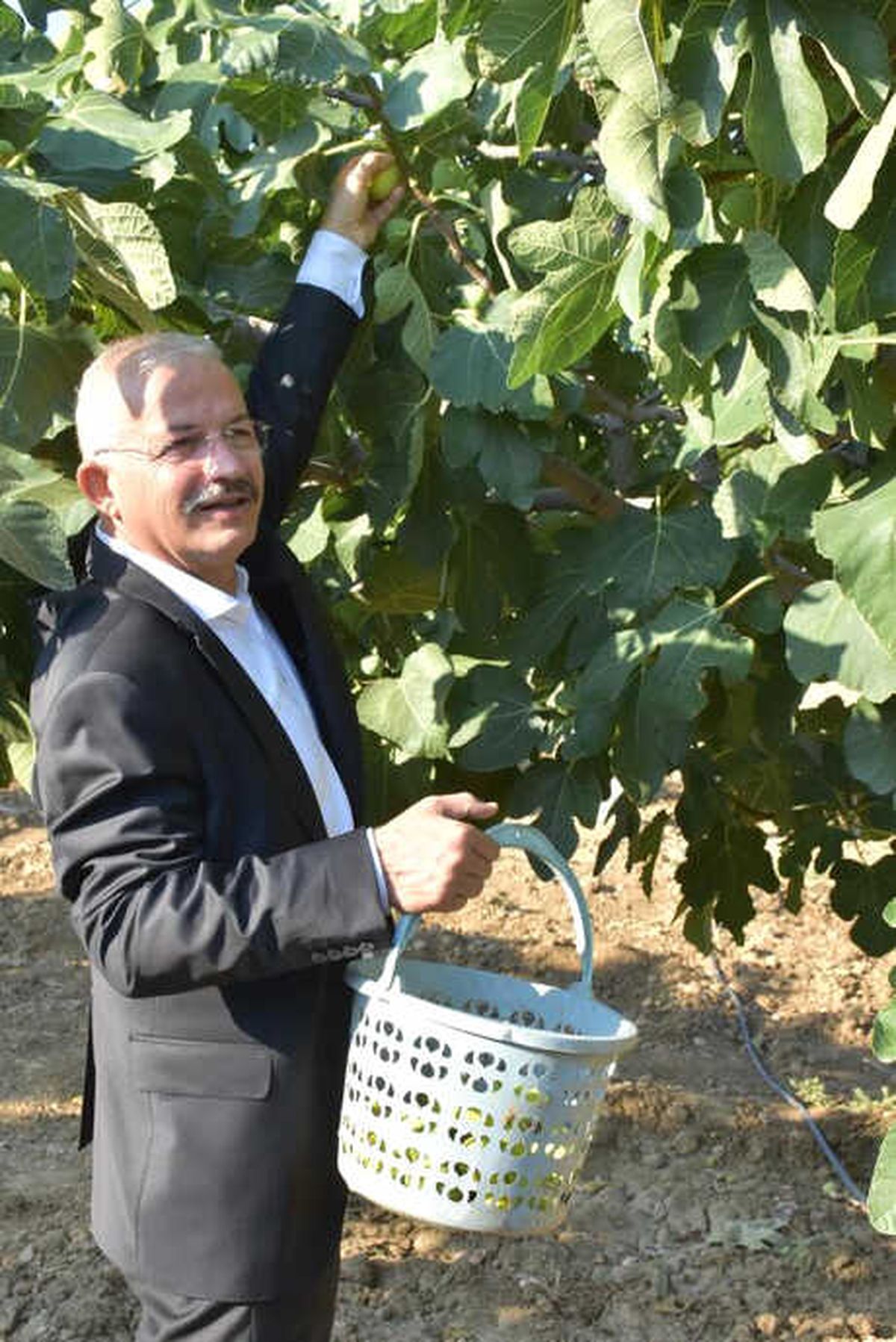 Torbalı\'da \'Bardacık İnciri\' Hasadına Başlandı