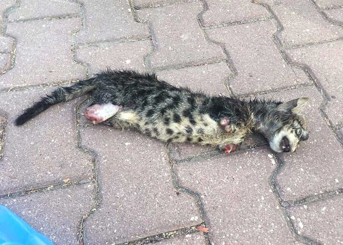 Yavru Kedi Ayakları Kesilerek Öldürüldü