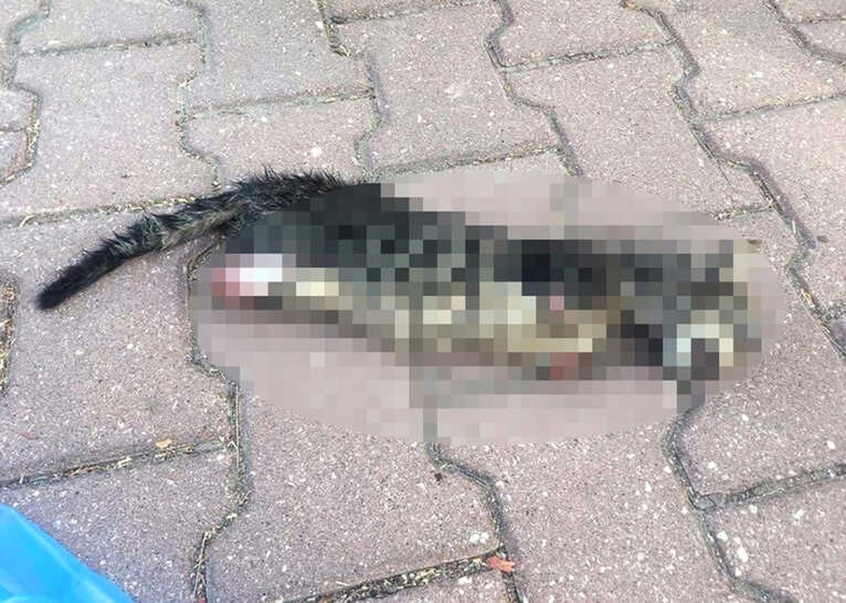 Yavru Kedi Ayakları Kesilerek Öldürüldü