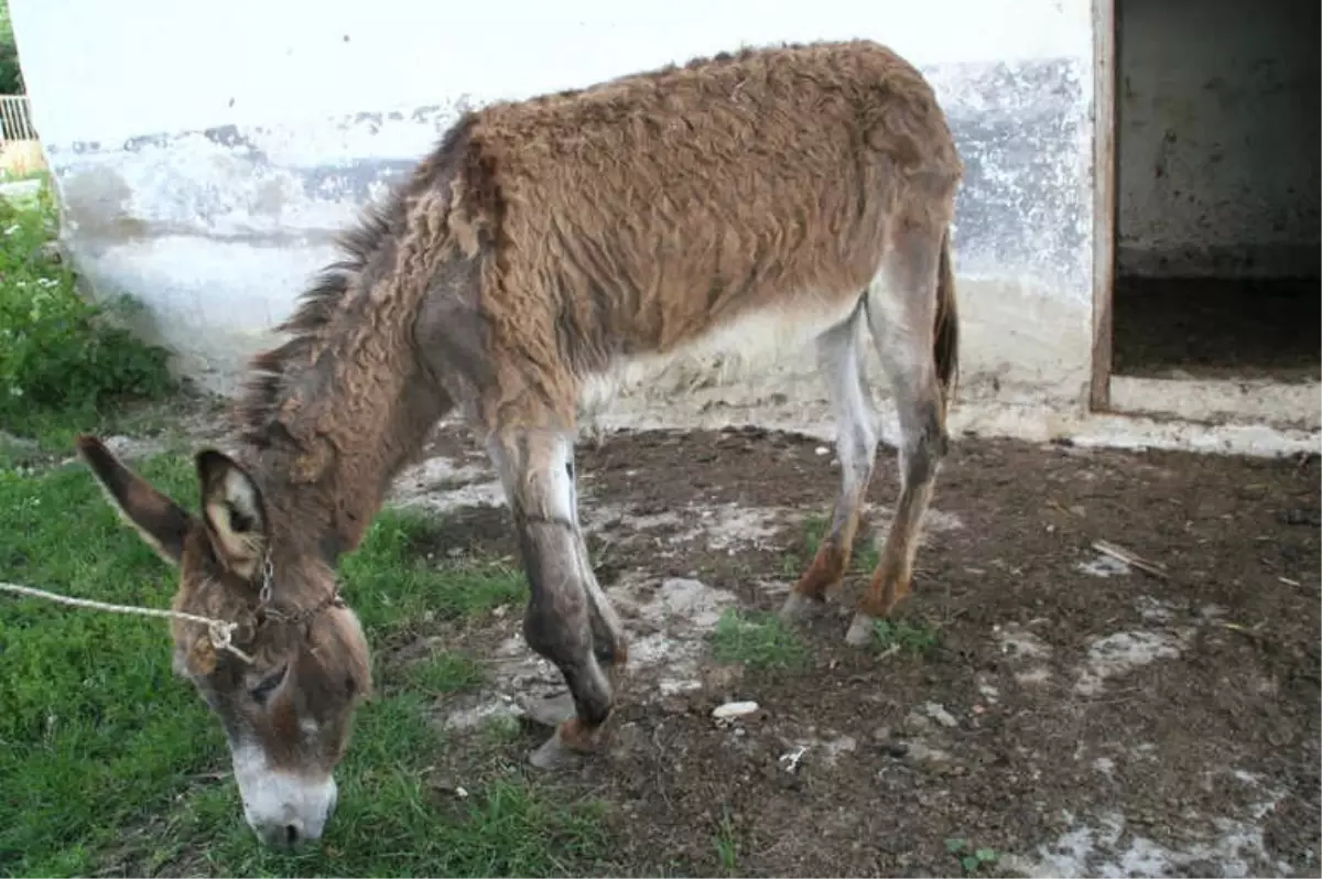 4 Aydır Sahipsiz Olan Engelli Karakaçana Belediye Ekipleri Sahip Çıktı