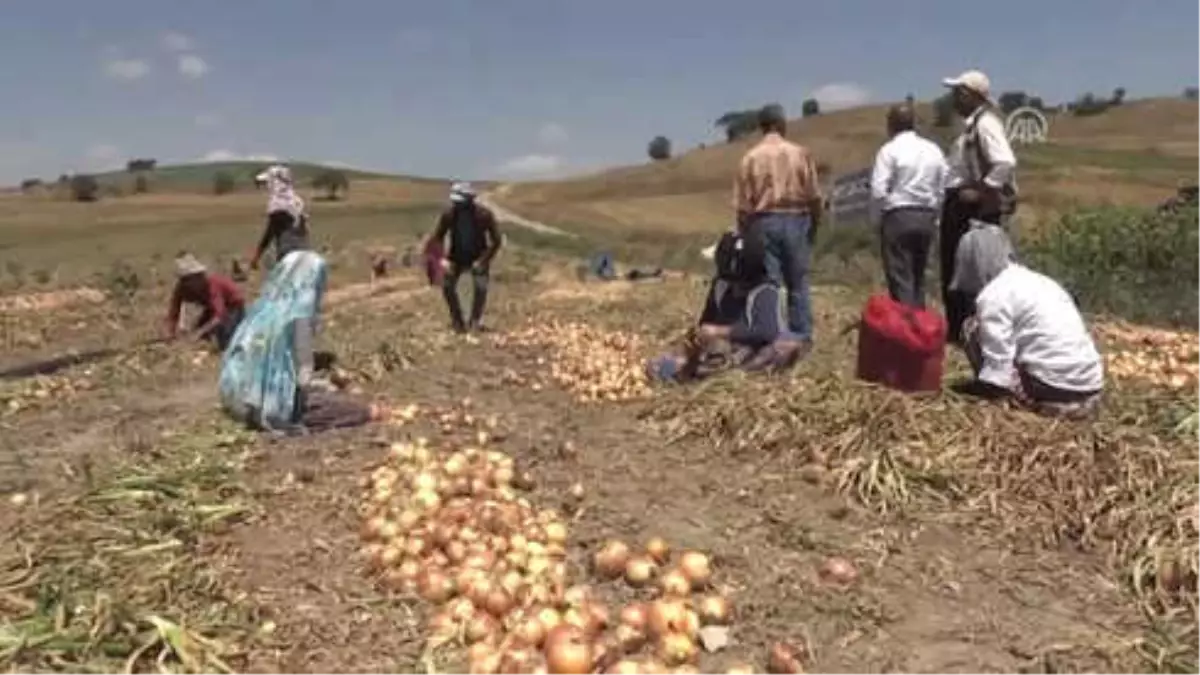 Ekmeklerini Soğandan Çıkarıyorlar