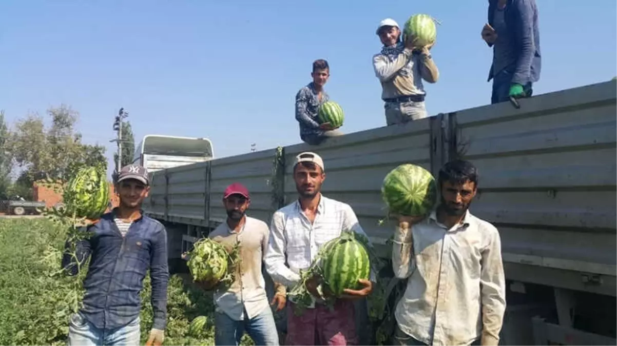 Geçen Yıl Tarlada Kalan Meşhur Ödemiş Karpuzu Bu Yıl 55-60 Kuruştan Satılıyor