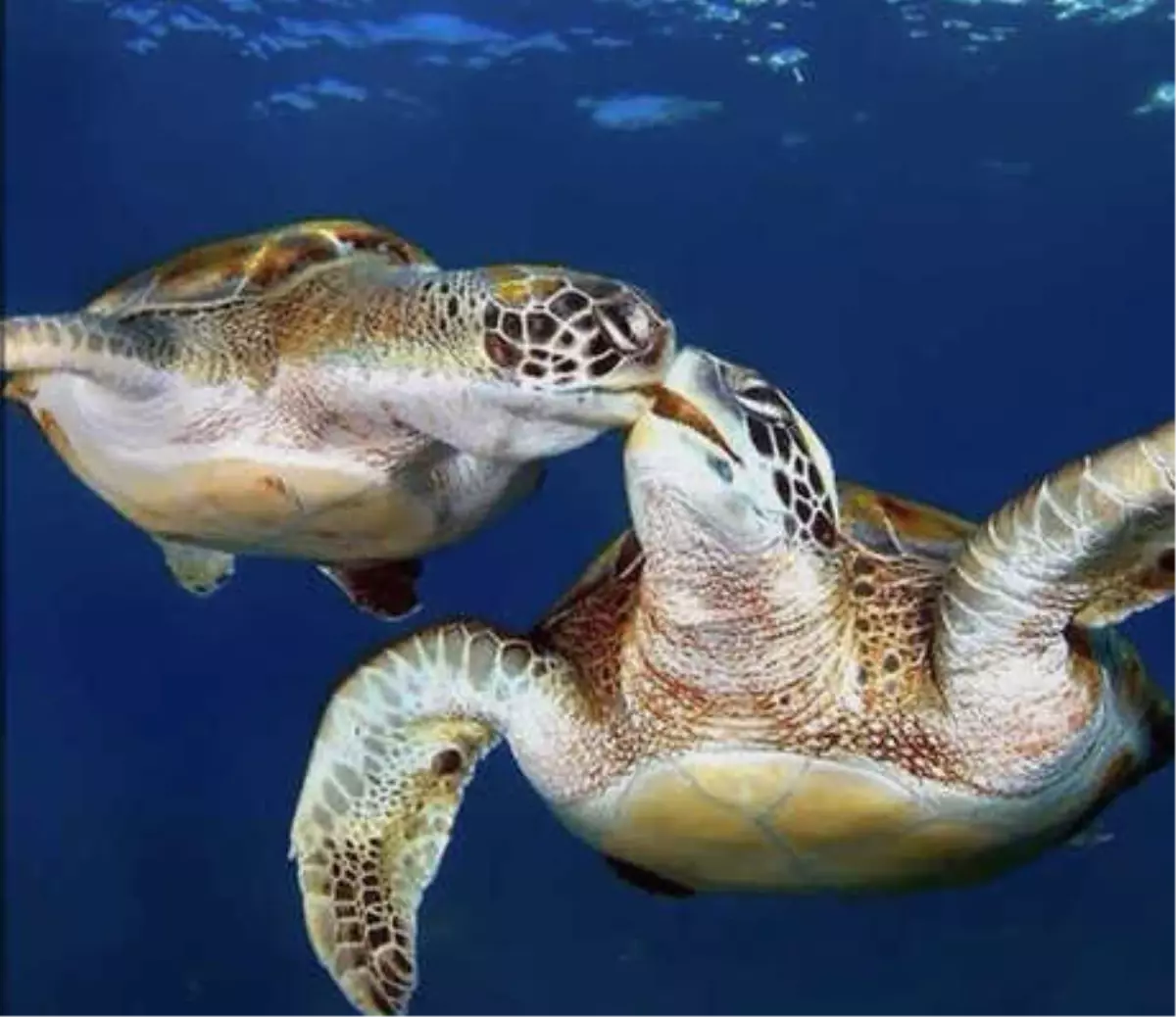 İnternetten Caretta Caretta Kabuğundan Tespih Satışı