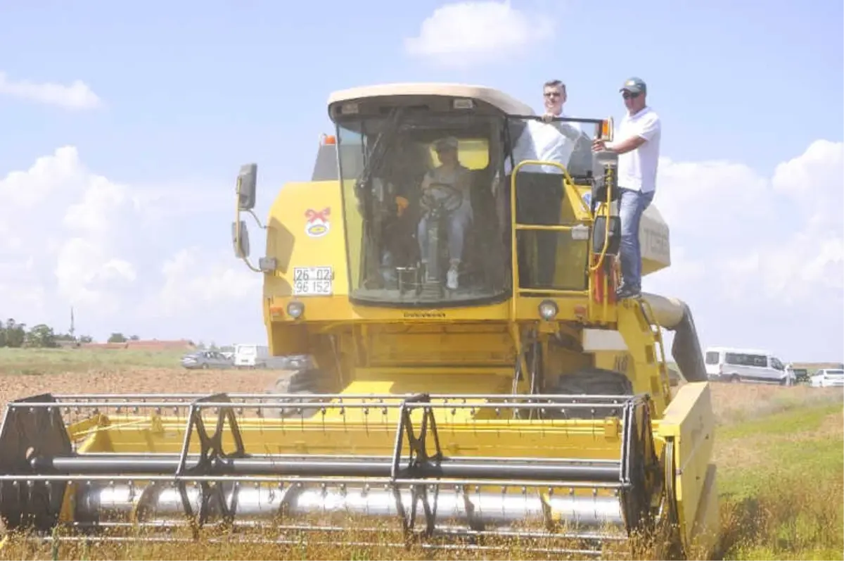 Kadın Çiftçilerin Hasat Sevinci