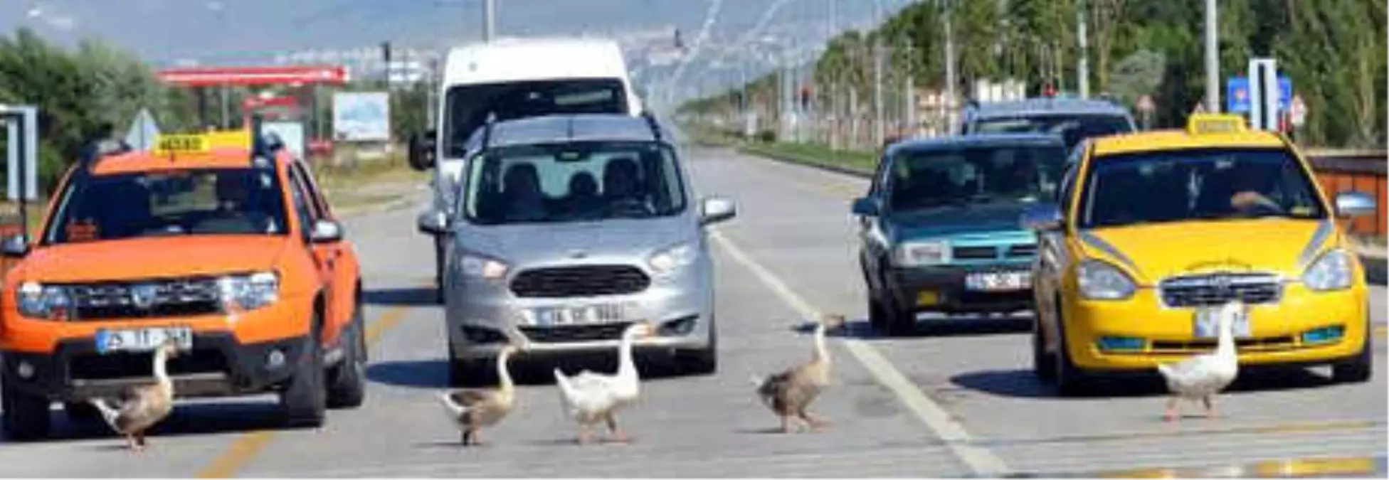 Karayolunda Kaz Geçişi