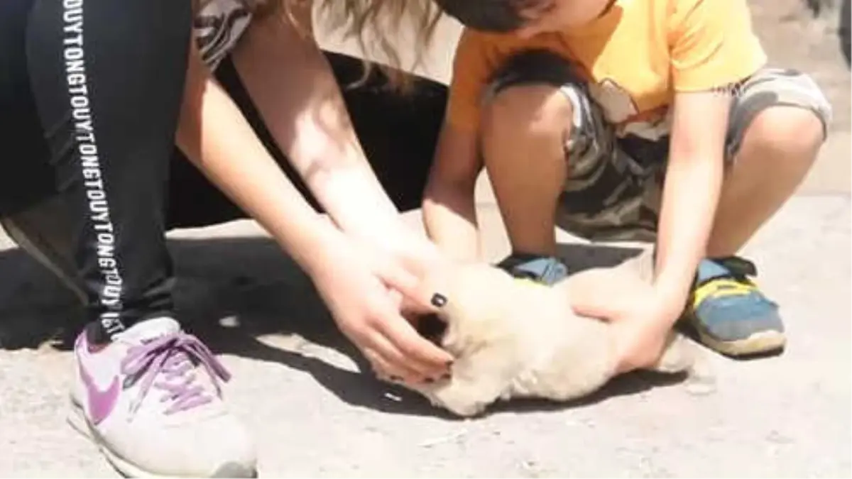 Küçük Kız, Annesinin Terk Ettiği Yeni Doğmuş Köpeği Sahiplendi - Adıyaman