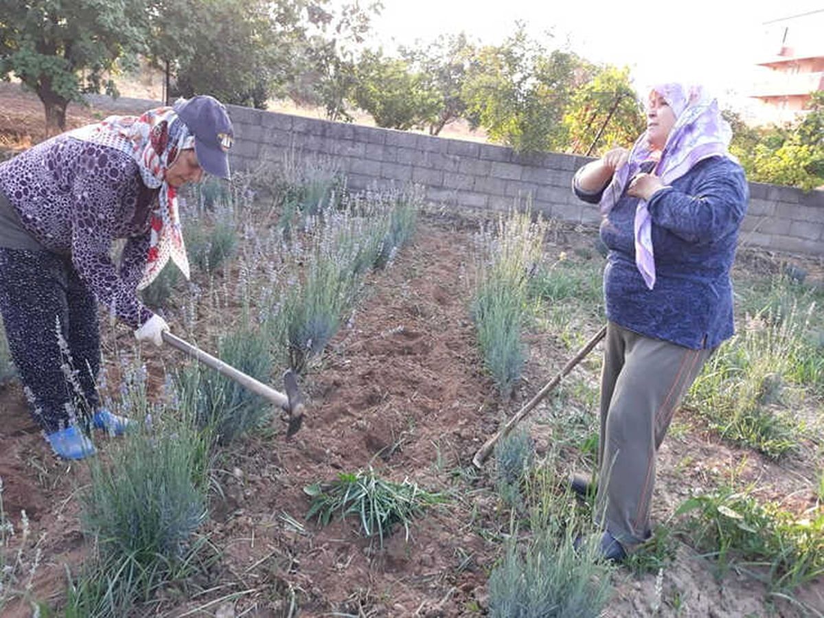 Milas\'ta Lavantalar Hasat Ediliyor
