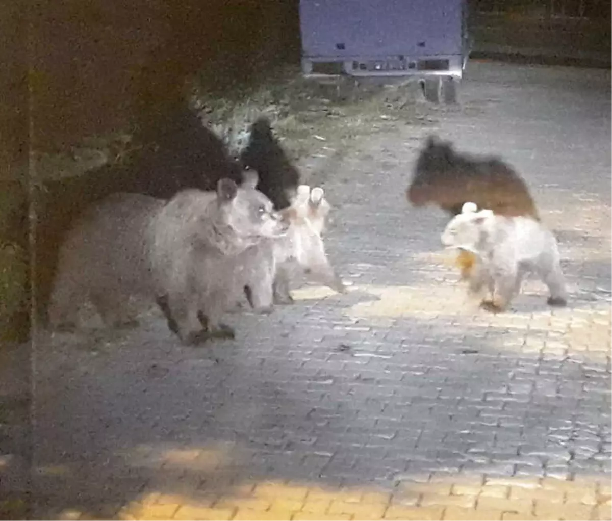 Uludağ\'da Aç Kalan Ayı Ailesi Yerleşime İndi, Çöp Konteynerlerini Böyle Devirdi