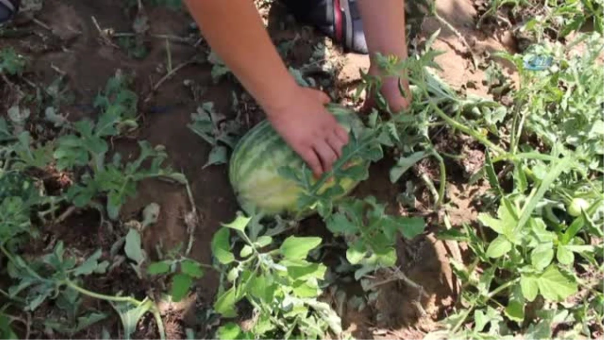 Sel Suları Sera ve Ekili Alanlara Zarar Verdi