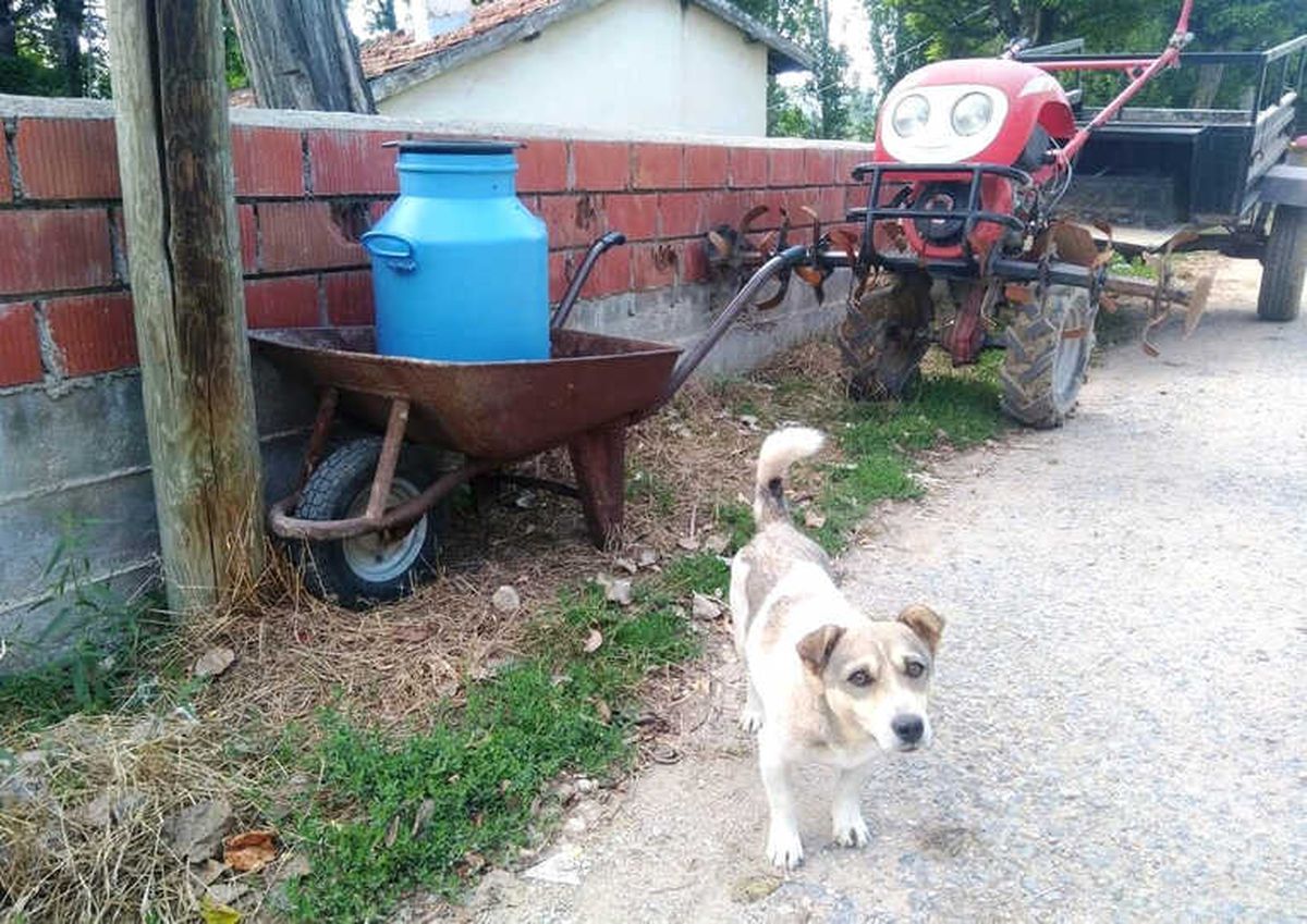 Süt Bidonuna Bekçilik Yapan Köpek