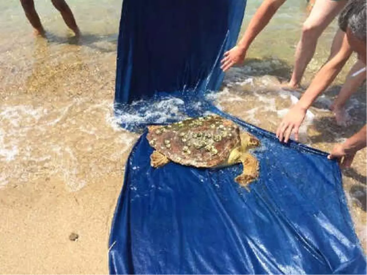 Yaralı Caretta Caretta, Tedaviye Alındı