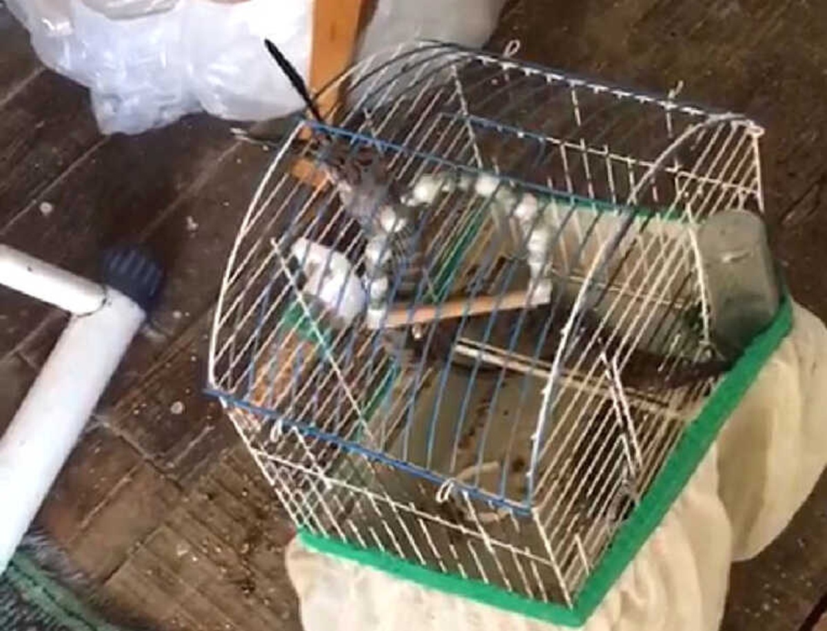 Eve Giren Yılan Kafesteki Kuşu Yedi