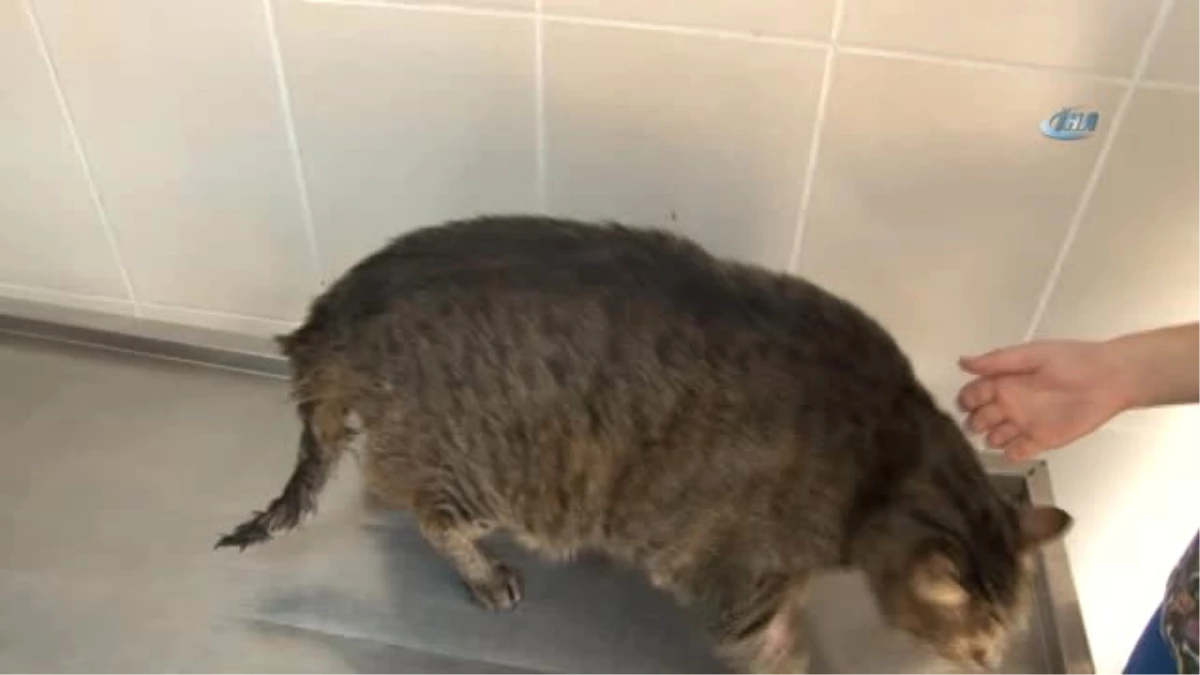 Normal Kilosunun 5 Katına Ulaştı...19 Kiloluk Kediye Özel Diyet