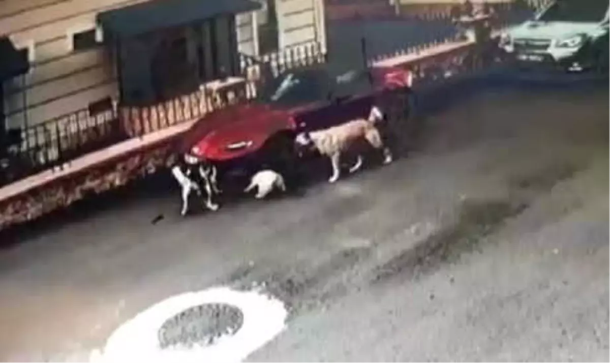 Sakarya\'da 150 Bin TL\'lik Lüks Otomobili, Köpekler Parçaladı