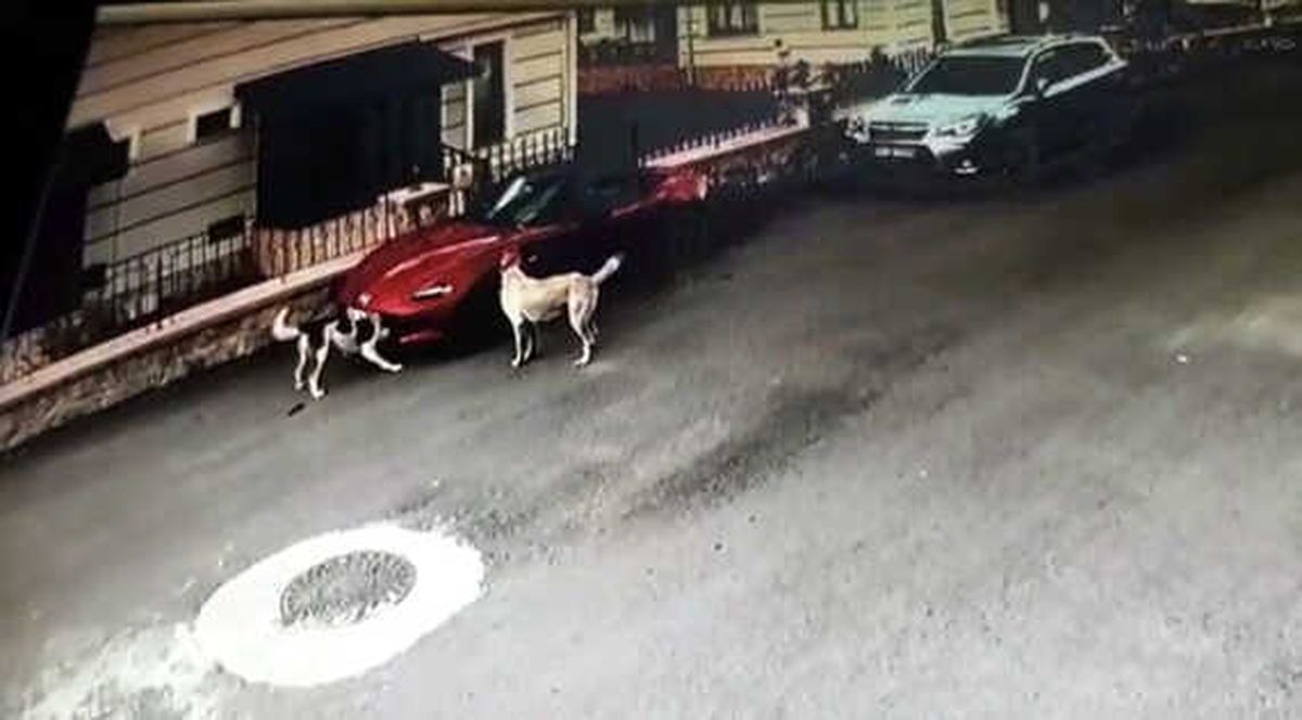 Sakarya\'da Lüks Otomobili Parçalayan Köpekler Kamerada