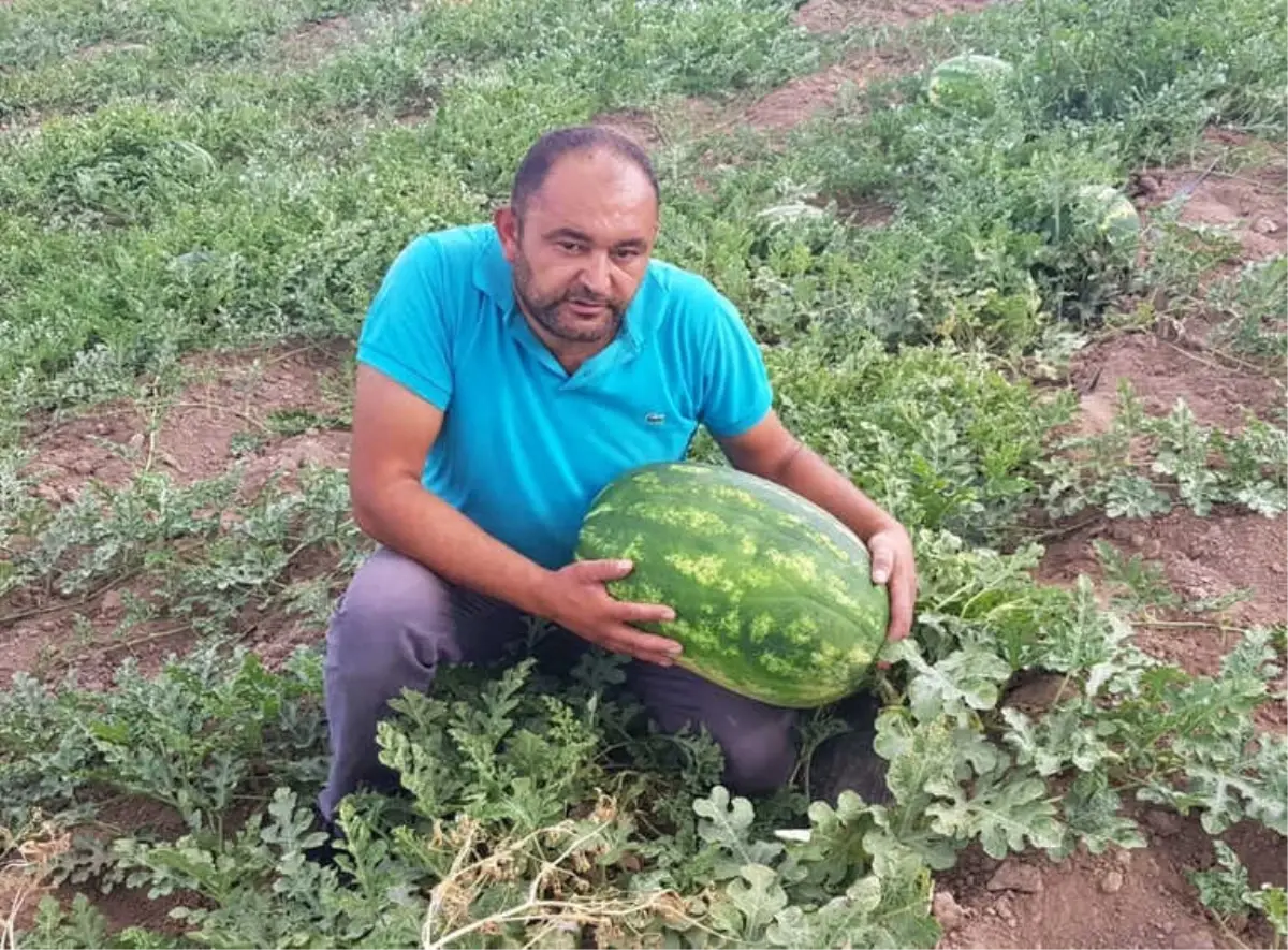 Tarlasında 30 Kilogramlık Karpuz Yetiştirdi