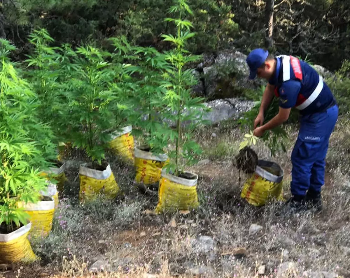 Uyuşturucu Yetiştiren Öğretmene Suçüstü