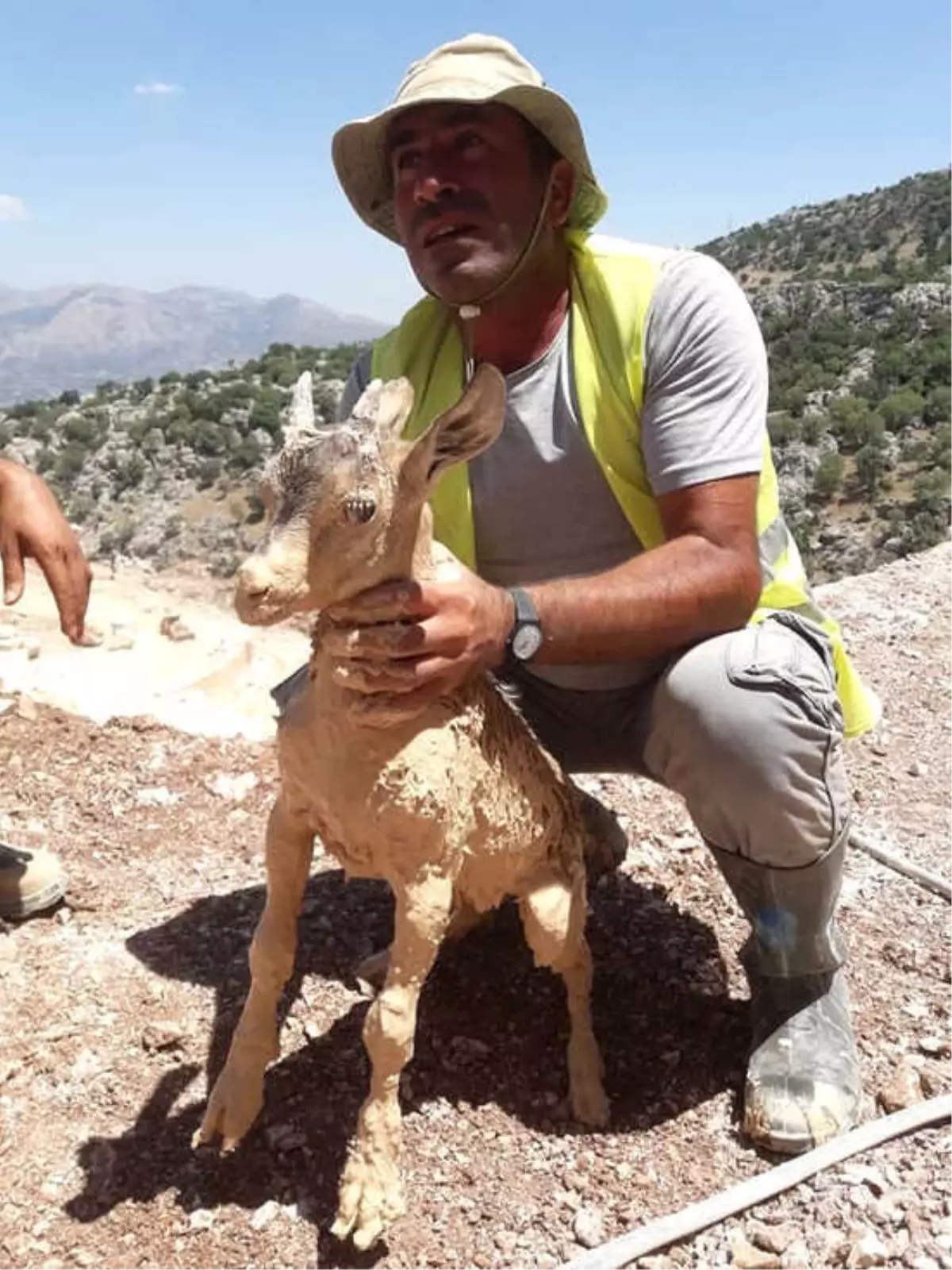 Yavru Dağ Keçisi Mermer Ocağının Çamuruna Saplandı