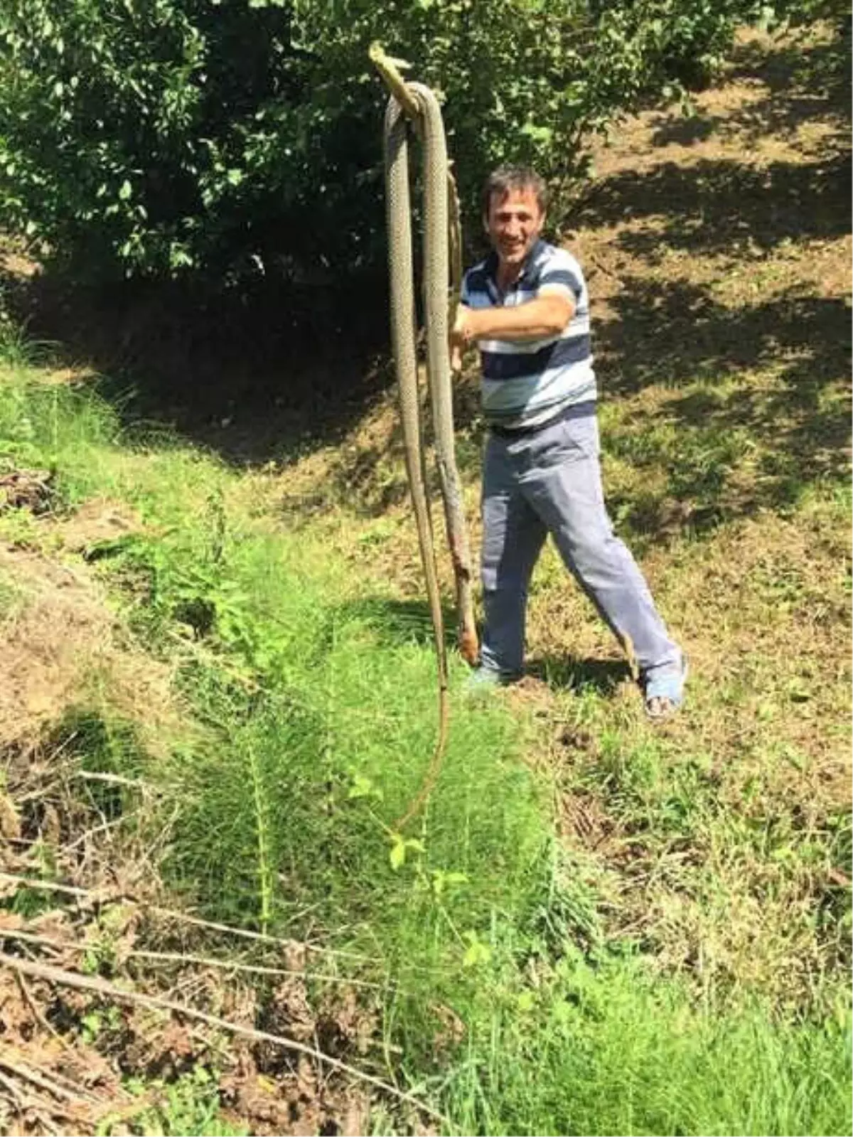 İşçiler, 3 Metrelik Yılanı Görünce Gözlerine İnanamadı!