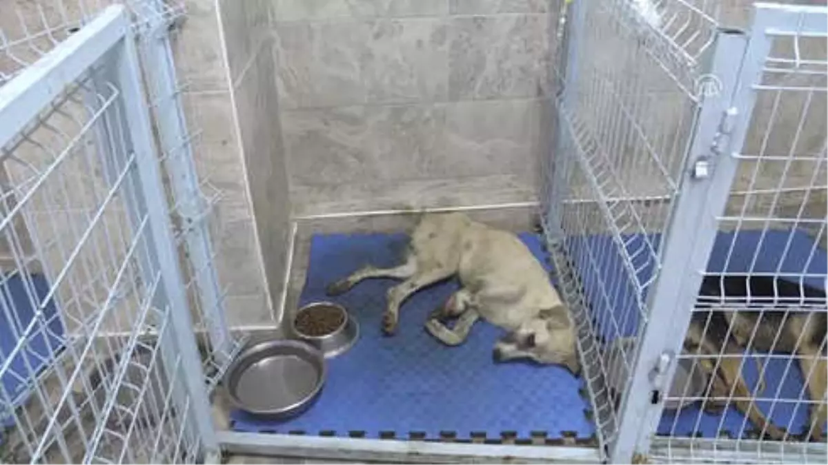 Ayağı ve Kuyruğu Kesilen Köpek Tedavi Altına Alındı