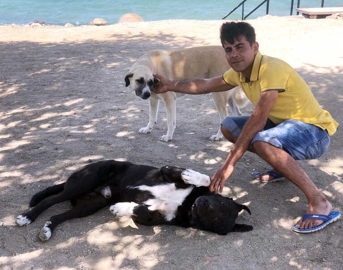 Beslediği Köpekler Hayatını Kurtardı