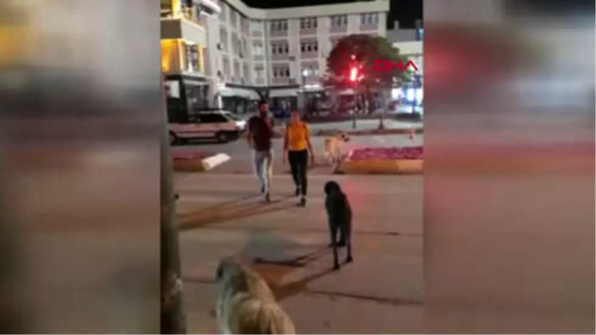 Erzincan Sokak Köpeklerinden Trafik Kuralları Dersi