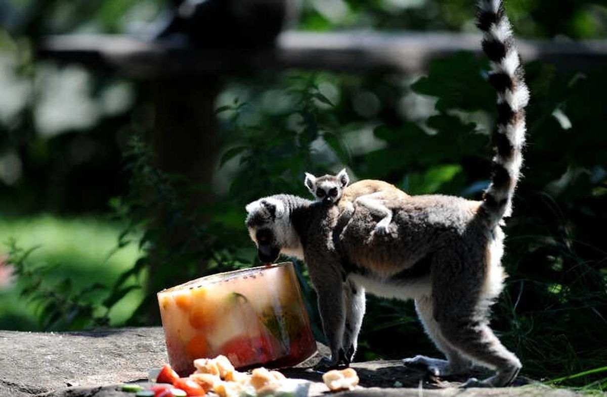 Lemurların Buzlu Karpuz Keyfi