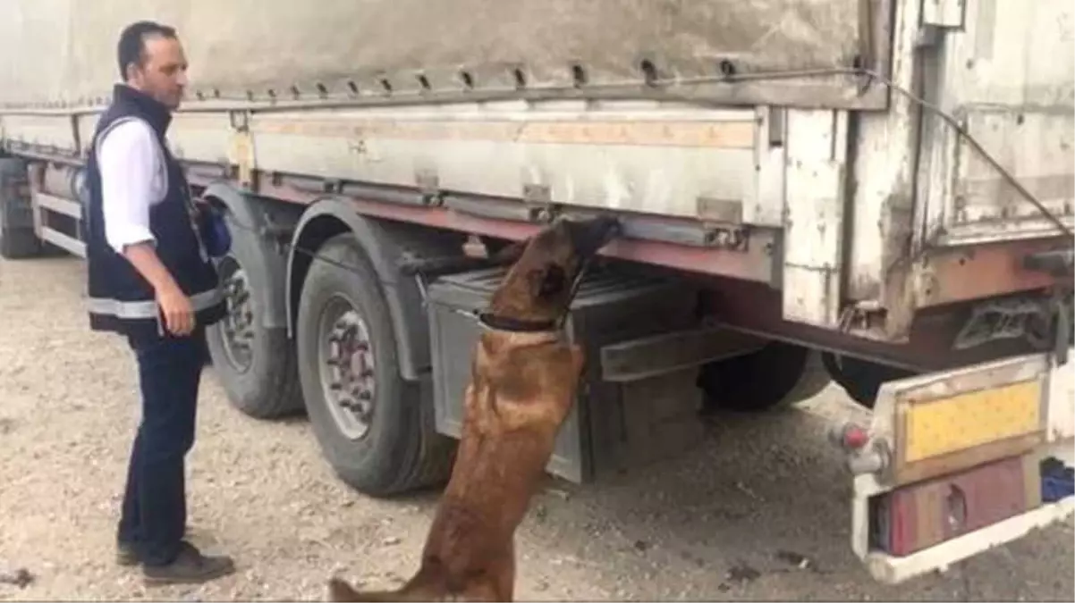 Saman Arasına Saklanan Kaçak Sigarayı "Tiryaki" Buldu