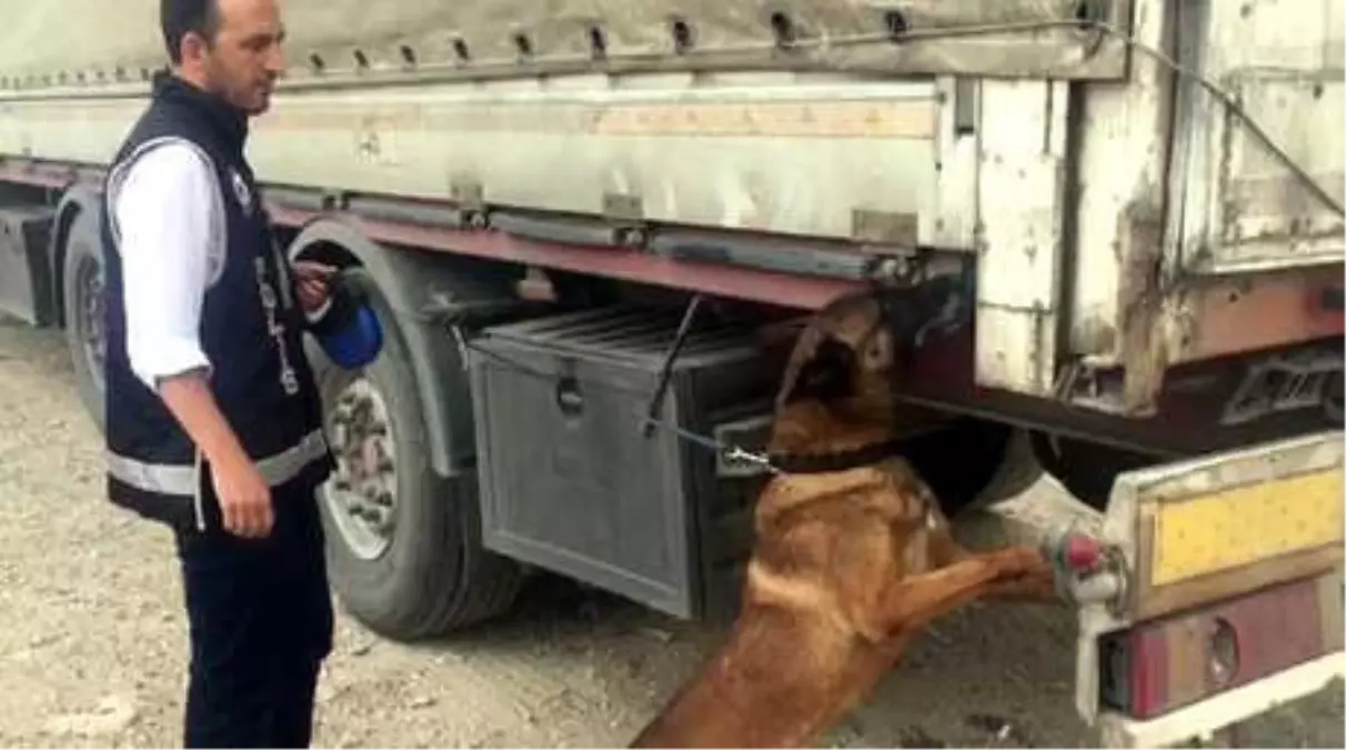 Saman Balyaları Arasından 14 Bin Paket Kaçak Sigara Çıktı