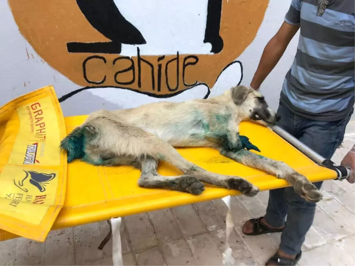 Sapanca\'dan Sonra Gaziantep\'te Yürek Burkan Köpek Görüntüsü