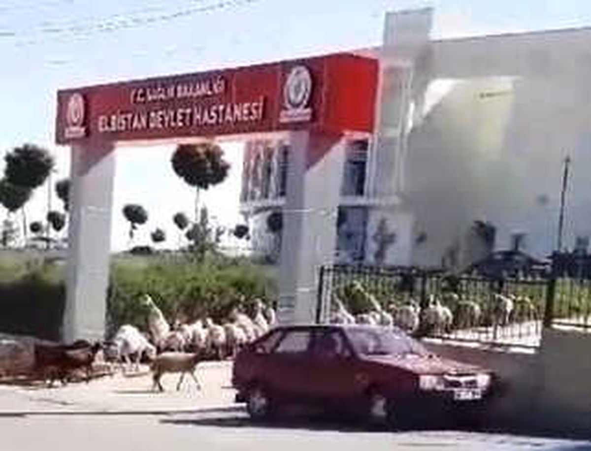 Sürüden Kaçan Koyunlar Hastaneyi İşgal Etti