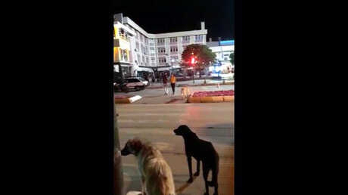 Vatandaşlar Kırmızıda Geçti, Sokak Köpekleri Yeşili Bekledi