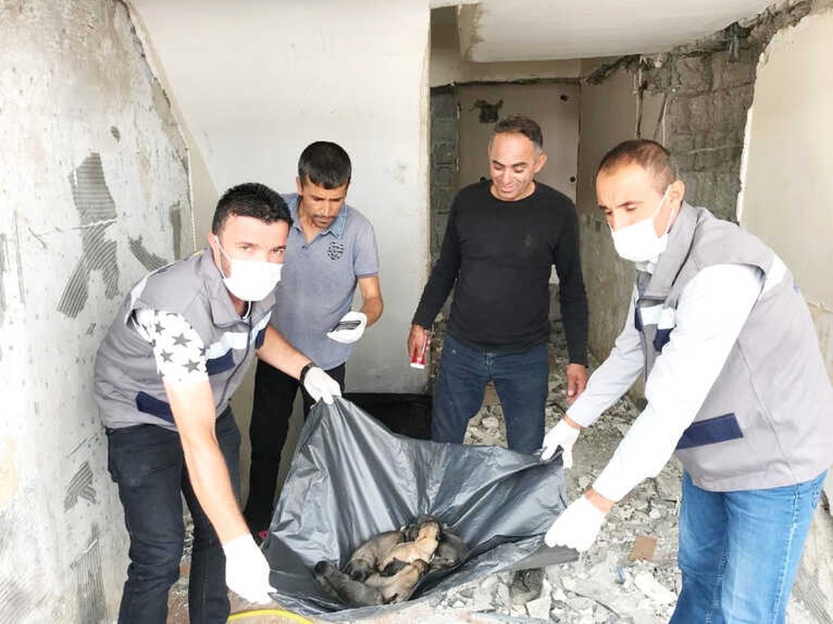 Yavru Köpekler Koruma Altına Alındı