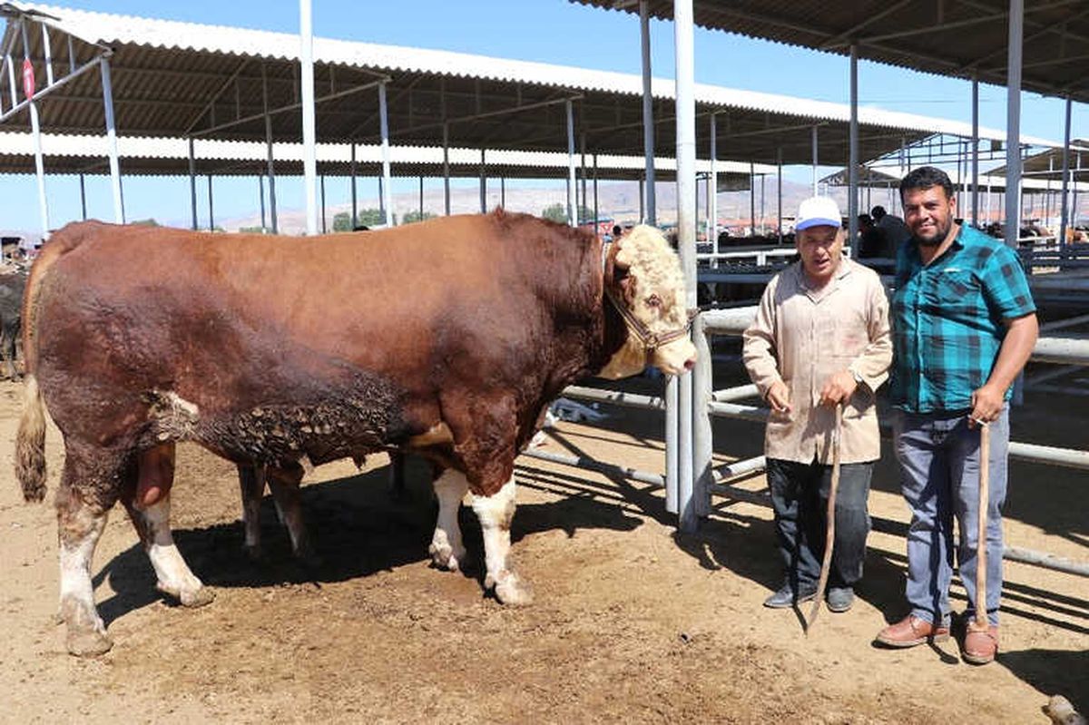 1.5 Tonluk Boğa 21.5 Bin TL\'ye Alıcı Buldu
