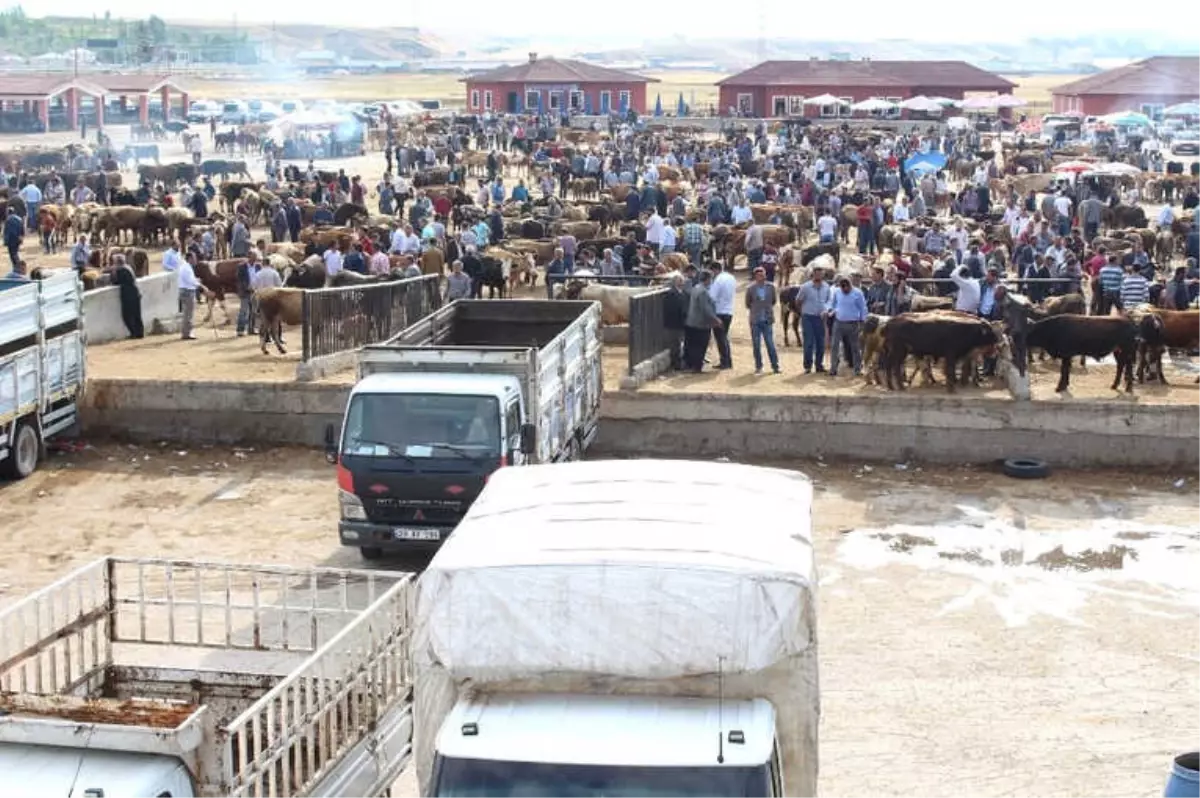 25 Bin Liralık Simental Dana Alana Biri Hediye