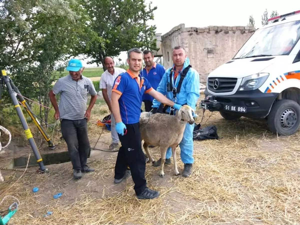 Afad, Kuyuya Düşen Koyunu Kurtardı